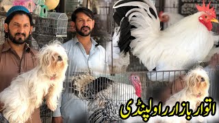 Sunday Birds Market Rawalpindi | Turkey birds,Fancy Hens,Dogs & Teetar