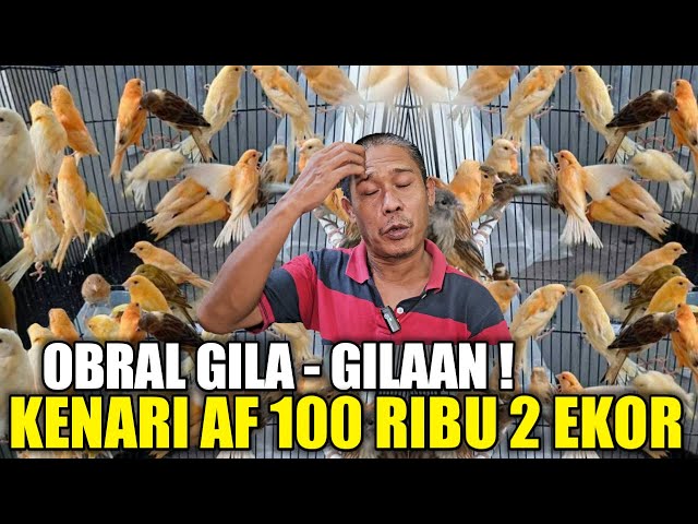 KAKEK INI BINGUNG ! SISA 250 EKOR KENARI BELUM LAKU PADAHAL MURAH CUMA 100 RIBU DAPET 2 EKOR SERI AF class=