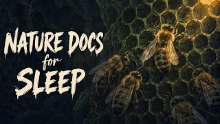 Download Lagu Honeybees and the Directions in a Waggle Dance