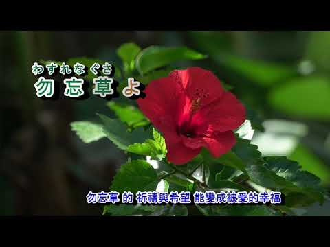 A06-519 勿忘草 ( 川野夏美 )