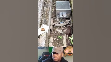 funny movement mouse trap get in description. #viral #youtube#shorts    1M