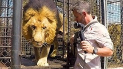 Lions Need Patience | The Lion Whisperer