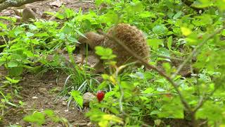 Burgers zoo Arnhem 2017