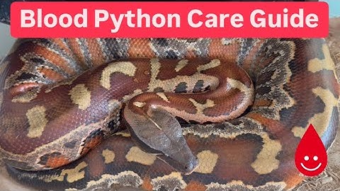 Blood Python Care Guide with Shac Scales
