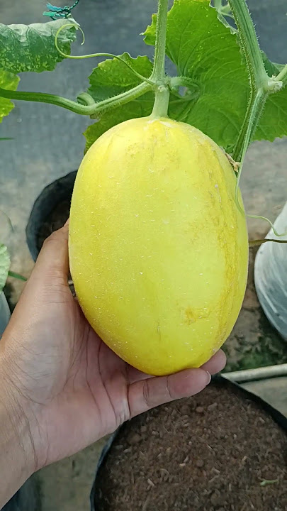 3 JENIS MELON BERBEDA, MELON SUPER BESAR DAN MANIS