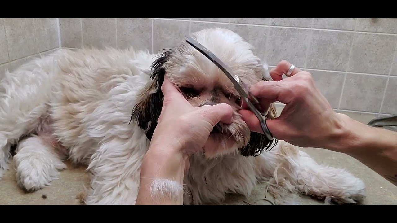 How to trim the face, feet and bum areas of your dog plucking the hair
