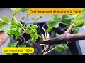 Bouturer la vigne en 4 tapes  2022