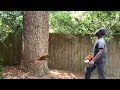 Bee tree rescue and relocation
