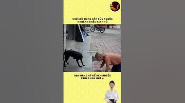 Chú chó dũng cảm cứu người trong khoảnh khắc sinh tử #cauchuyen