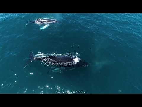 Video: Whale Watching sa Dana Point at Coastal Orange County