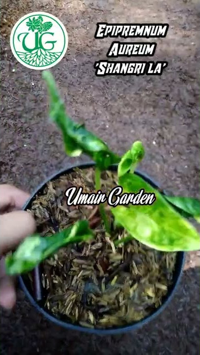 Epipremnum aureum 'Shangri la'