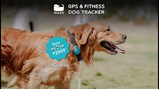 Introducing India's 1st GPS & Fitness Tracker For Dogs screenshot 3