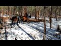 Horse riding in the Sapphire Mtns, Montana