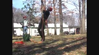 Mark Chisholm pruning a large tree  2