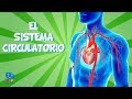 EL SISTEMA CIRCULATORIO | Vídeos Educativos para Niños