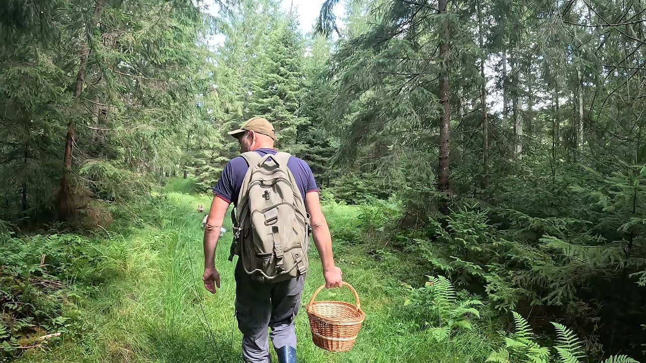 Ось це похід по Гриби! Пішли рідні! 08.08.2024 Гриб є весь!