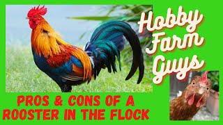 The Pros & Cons of Having A Rooster In Your Flock
