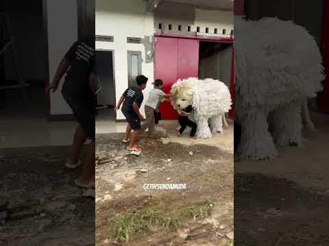lagi maen bocil MBG eehhhh ada cah macan