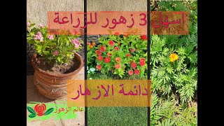 3 نباتات زينة سهلة العناية المنزلية | زهور سهلة تتحمل الاهمال مزهرة