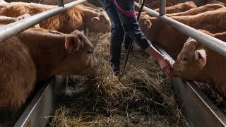 Qu'est-ce que la maladie hémorragique épizootique, qui touche les bovins et inquiète les éleveurs ?