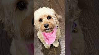 Update Of Lexi She Is Good Make Sure You Sub And I Am Trying To Get To 300 Subs In 4 Months