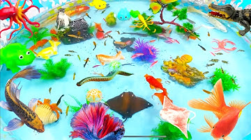 Động Vật Dễ Thương,Cá Mập,Bạch Tuộc,Cá Chép,Bạch Tuộc,Cá Đuối,Sứa,Ốc Mượn Hồn,Baby Fish,Shark,Cá Lóc