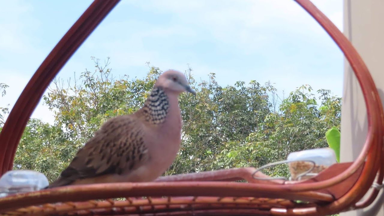 CHIA SẺ AE VỀ CÁCH NUÔI VÀ THỜI GIAN TẬP CHIM LÊN MỒI THÍCH HỢP NHẤT