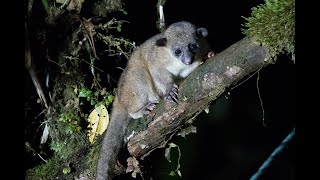 Amazing Mammals Of Choco Toucan Reserve And Lodge In Milpe Ecuador, Tayra, Olingo, And Kinkajou.