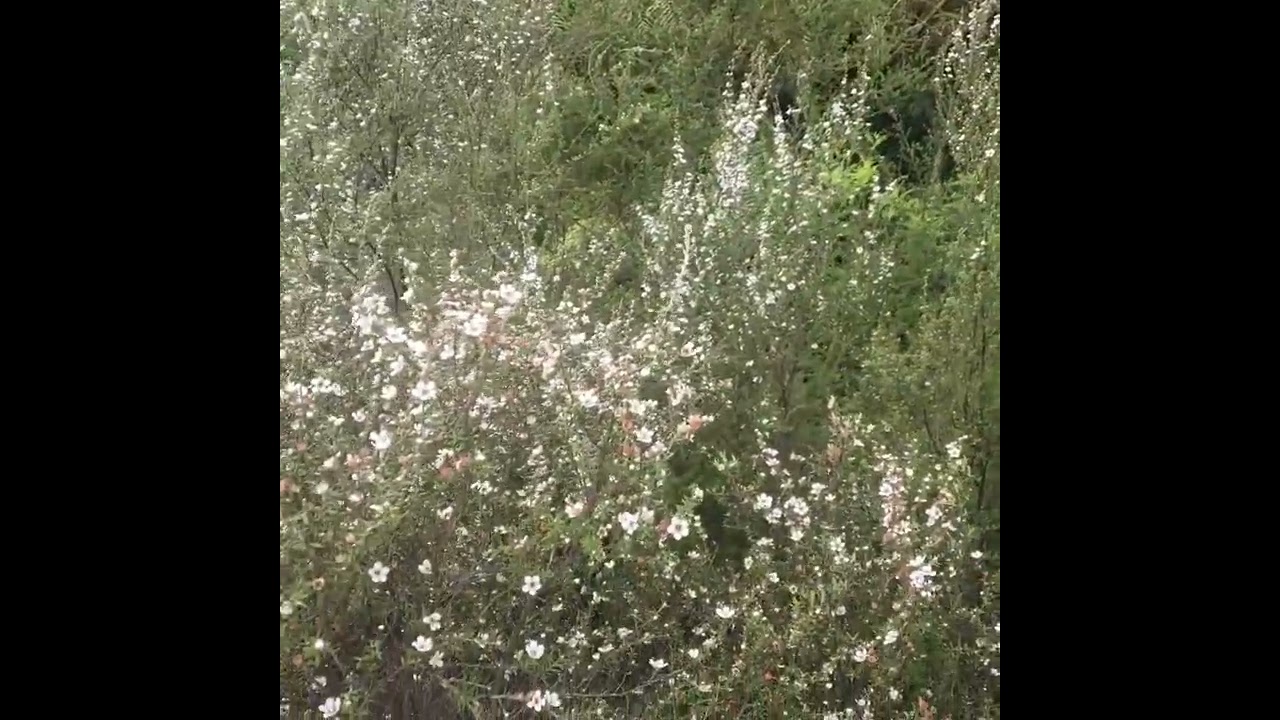 Manuka harvest @ 9 SENSES WELLNESS RETREAT  NZ