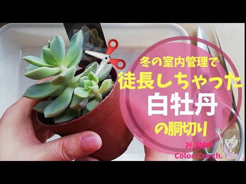 多肉植物 徒長した白牡丹の胴切り 仕立て直し Succulent Plant Youtube