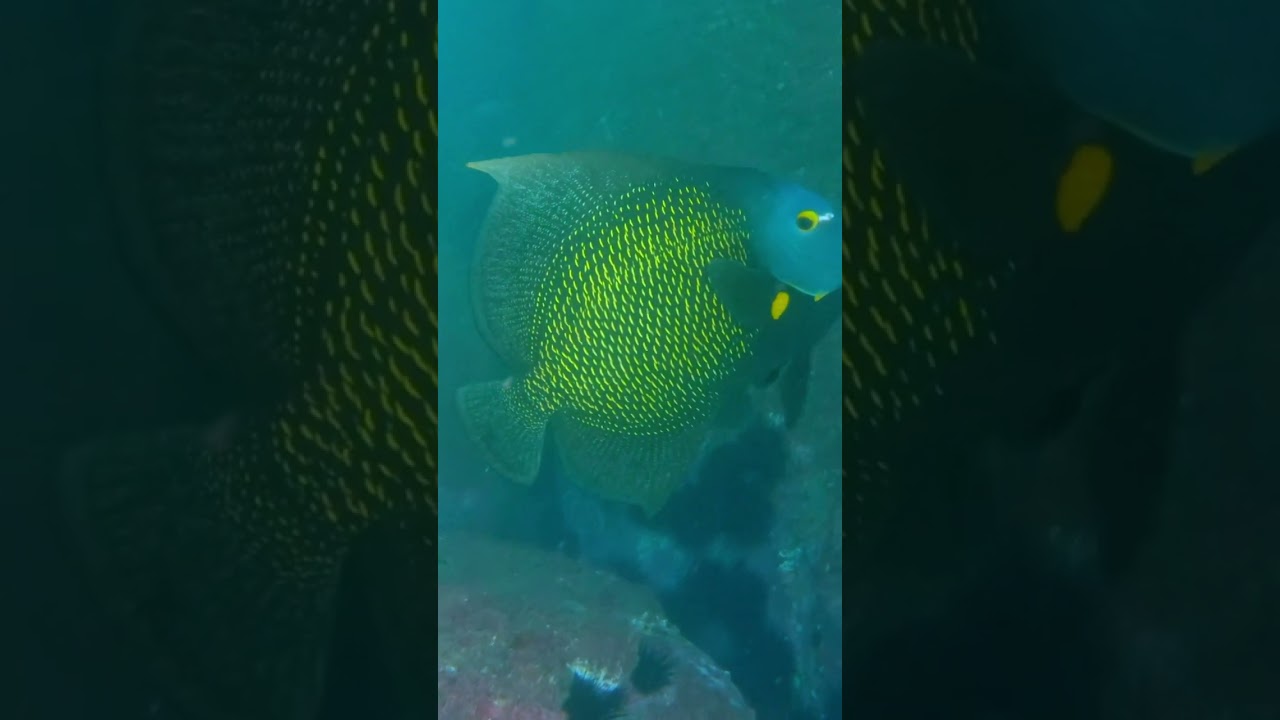 Beautiful fish diving in Rio 