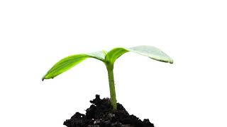 Green Screen Tree Growing Green Screen Tree, Treed,Creeper,Plsnt,Arbor,Grower Green Screen Tree