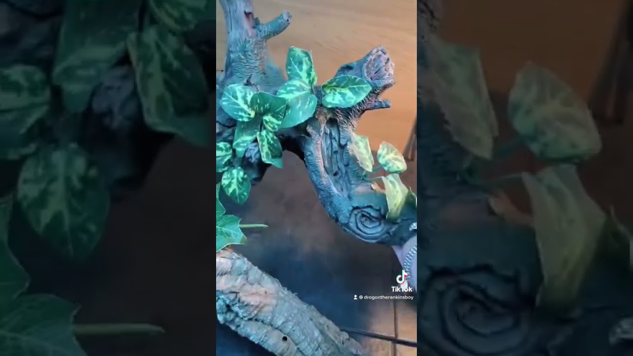 My Rankins dragon set up! 🥰 