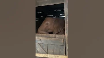 Elephant Funny Elephant Baby Close Door To Sleep 