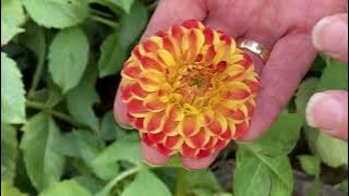 The 2022 Harvesting History Dahlia Collection - Part IV - The Pompon Dahlias