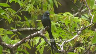 Drongo Bird in Indian Forests Serene and Cinematic Frame in Mussoorie screenshot 1