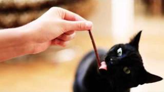 En minut med katten