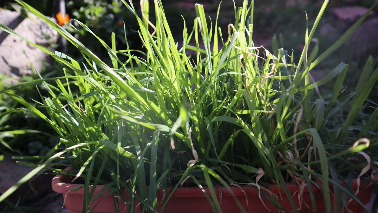 Cómo sembrar semillas de Pasto gato - Hierba de gato
