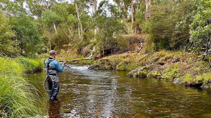 Fly Fishing the Howqua River at Sheepyard Flat!