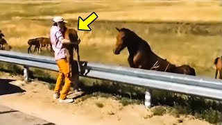 رجل يعيد الحصان الصغير الضائع إلى أمه الباكية  ما حدث بعد ذلك سوف يذيب قلبك!