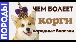 Чем болеет собака королевы? Болезни Корги. Чем болеет собака королевы? Болезни Корги.