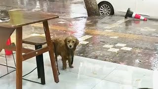 Running to the restaurant to hide from the rain, the dog begged his owner not to chase her away
