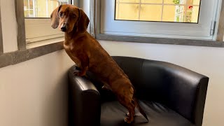 Mini dachshund guard dog compilation
