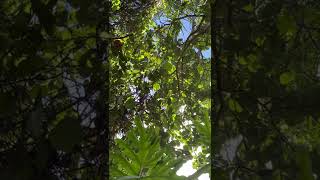 Asmr Sounds 4 Min 30 Sec Under A Sea-Grape Tree With Cicada Bug And Light Construction