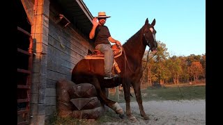 Missouri Foxtrotter Gelding