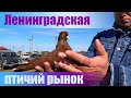 Птичий рынок. Ленинградская. Часть 1. [10.10.2021]