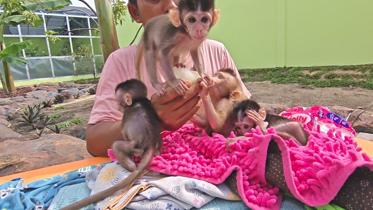 Overly spoiled by the four baby monkeys, Maya almost drank all their milk.