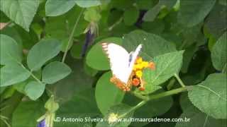 Ascia Monuste Orseis, Ibirapuera Park,Sp Br 8 3 2015 Antonio Silveira