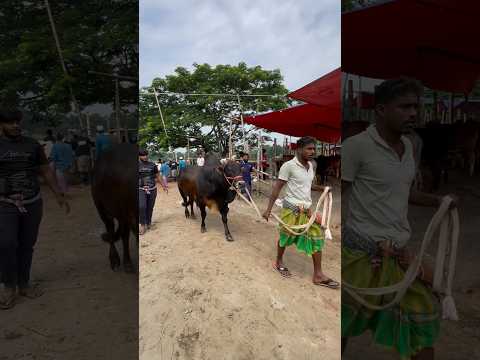 The asking price for the giant monster cow is 4 lakh taka😱#viral #cow #shorts