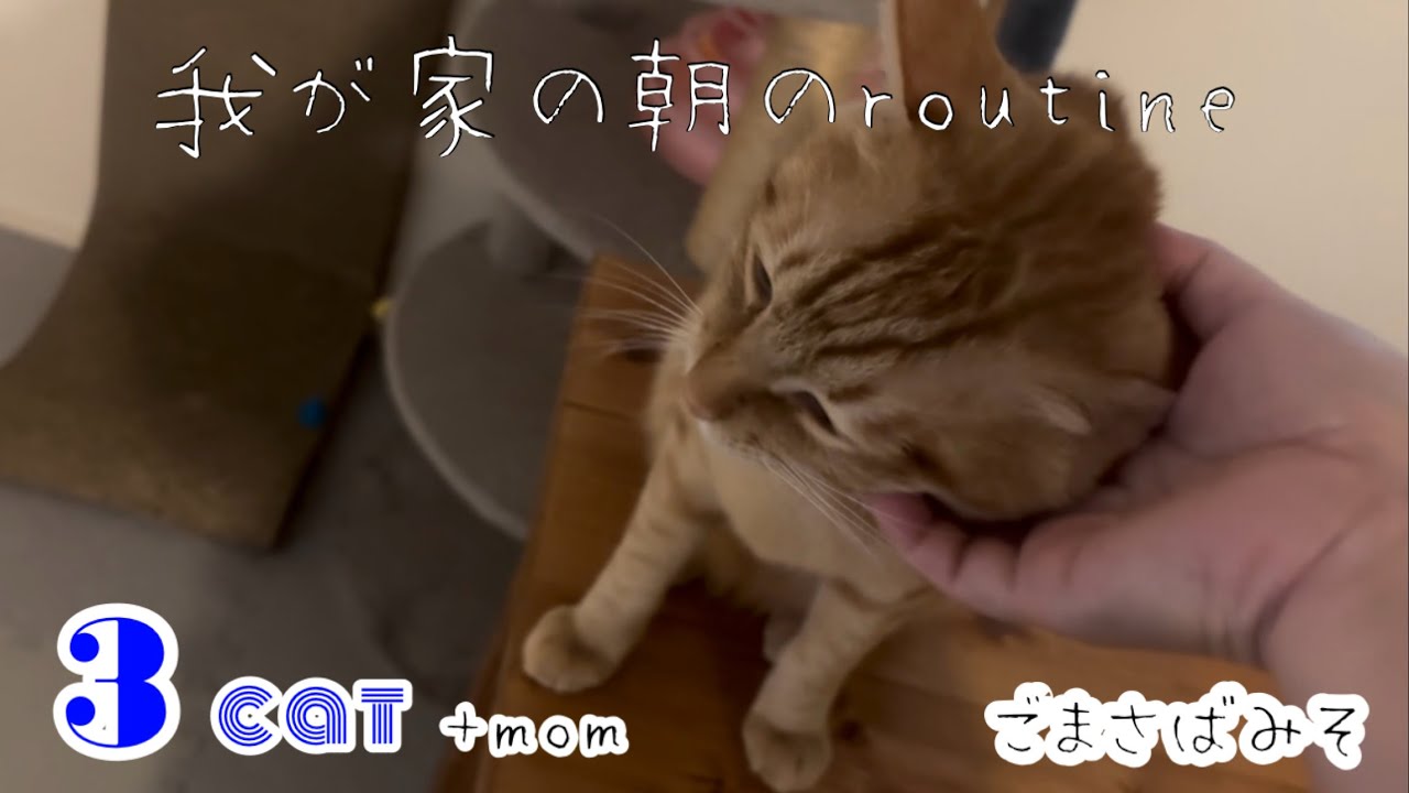 【3にゃん＋👩‍🦰】我が家の朝のroutineをご紹介！